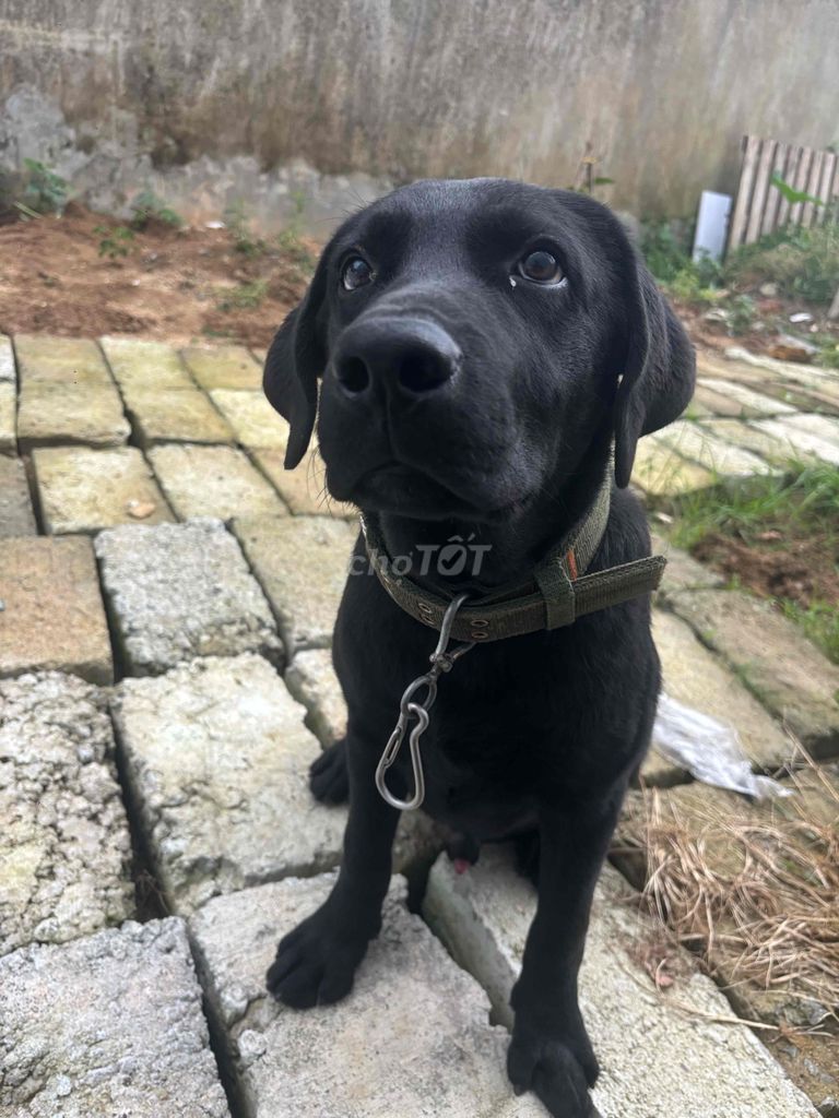 Chó Labrador đực 6 tháng tuổi. Mua bán Chó tại Quận Cẩm Lệ Đà Nẵng được đăng bởi Dương Nguyễn hình 2
