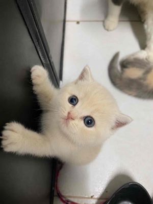 Mèo Anh lông ngắn Đực, Cái