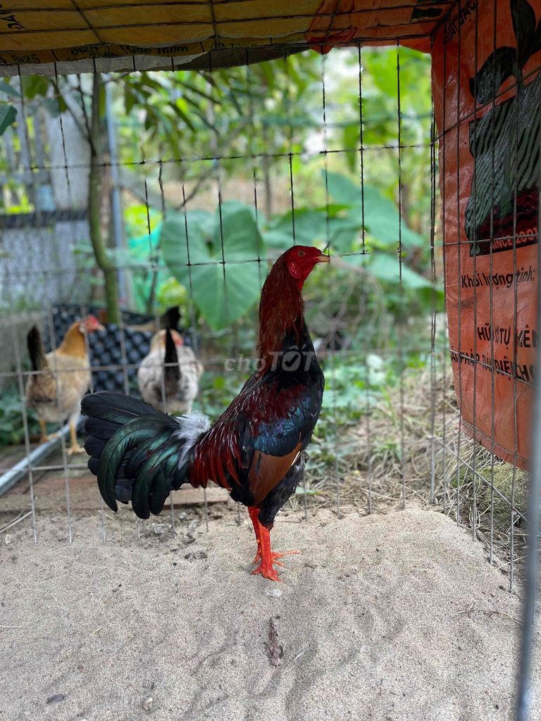 Gà tre Điều đỏ trống gần 7 tháng. Mua bán Gà tại Huyện Cai Lậy Tiền Giang được đăng bởi Huỳnh Nghĩa hình 1