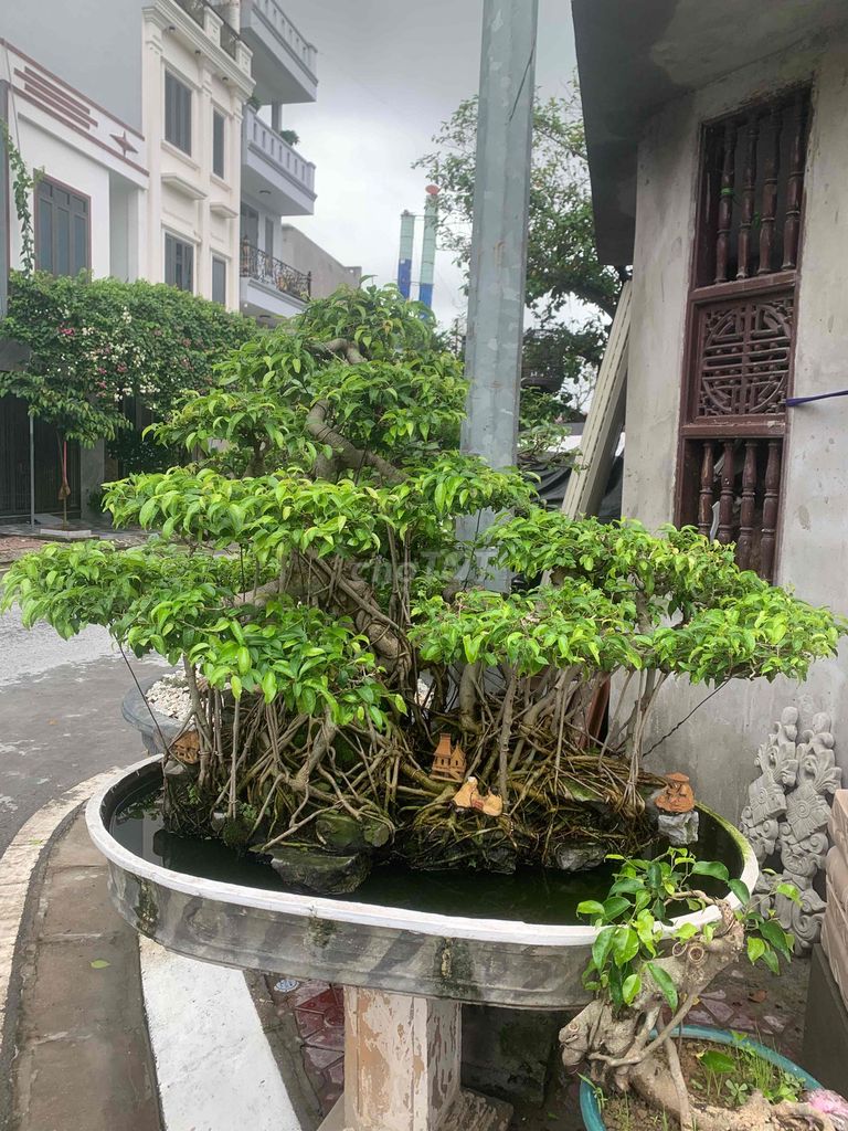 Cây cảnh Sanh thả nước Bonsai. Mua bán Cây cảnh, đồ trang trí tại Quận Kiến An Hải Phòng được đăng bởi Cảnh Dương hình 1