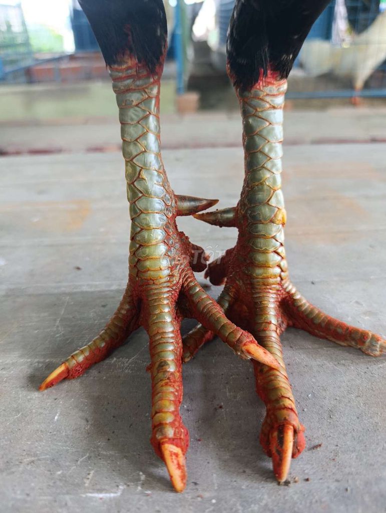 gà que 4ky mẽ giỏi. Mua bán Gà tại Huyện Hồng Dân Bạc Liêu được đăng bởi Hân Bạc Liêu hình 1