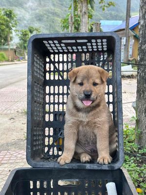 Chó Mông cộc đực 2 tháng tuổi