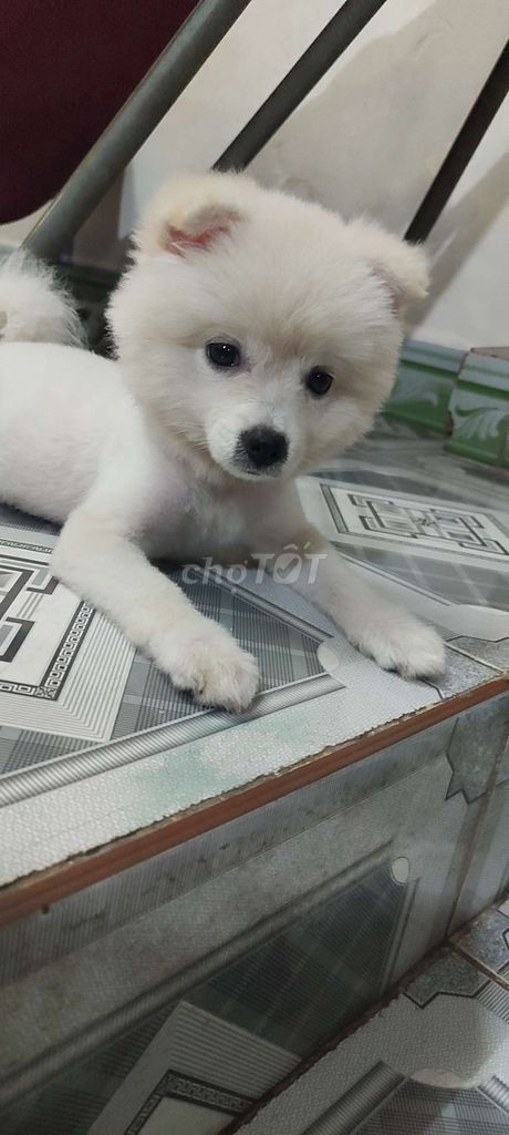 Chó Poodle tiny cái dưới 3 tháng. Mua bán Chó tại Huyện Củ Chi Tp Hồ Chí Minh được đăng bởi Phuong Le hình 1