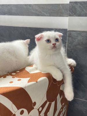 Mèo ALN tai cụp trắng 2 tháng