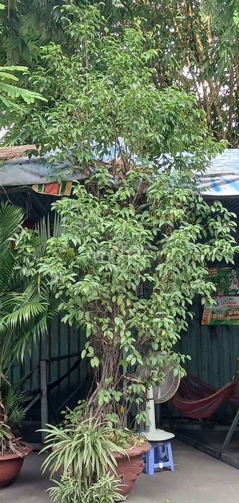 Cần bán cây si và cây mai chiếu thủy