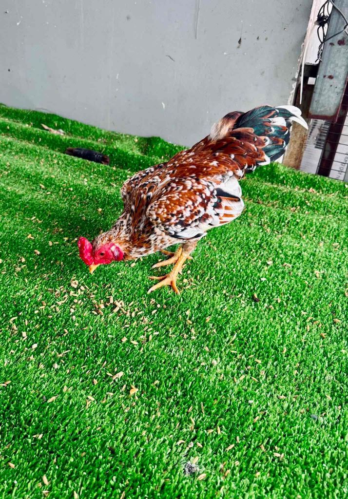 Gà tre bắc trống 12 tháng khỏe mạnh. Mua bán Gà tại Huyện Mỹ Tú Sóc Trăng được đăng bởi long hình 1