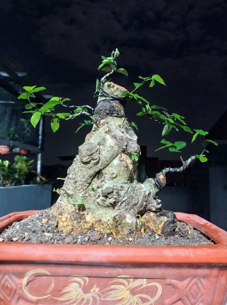 Duối bonsai