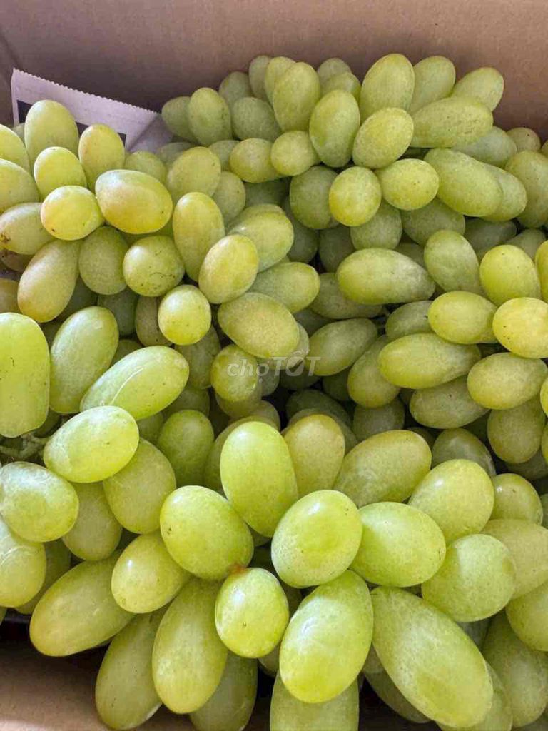 Nho Xanh Ninh Thuận 1kg order mai có. Mua bán Đồ ăn, thực phẩm và các loại khác tại Huyện Hóc Môn Tp Hồ Chí Minh được đăng bởi Hôm Nay Ăn Gì hình 1