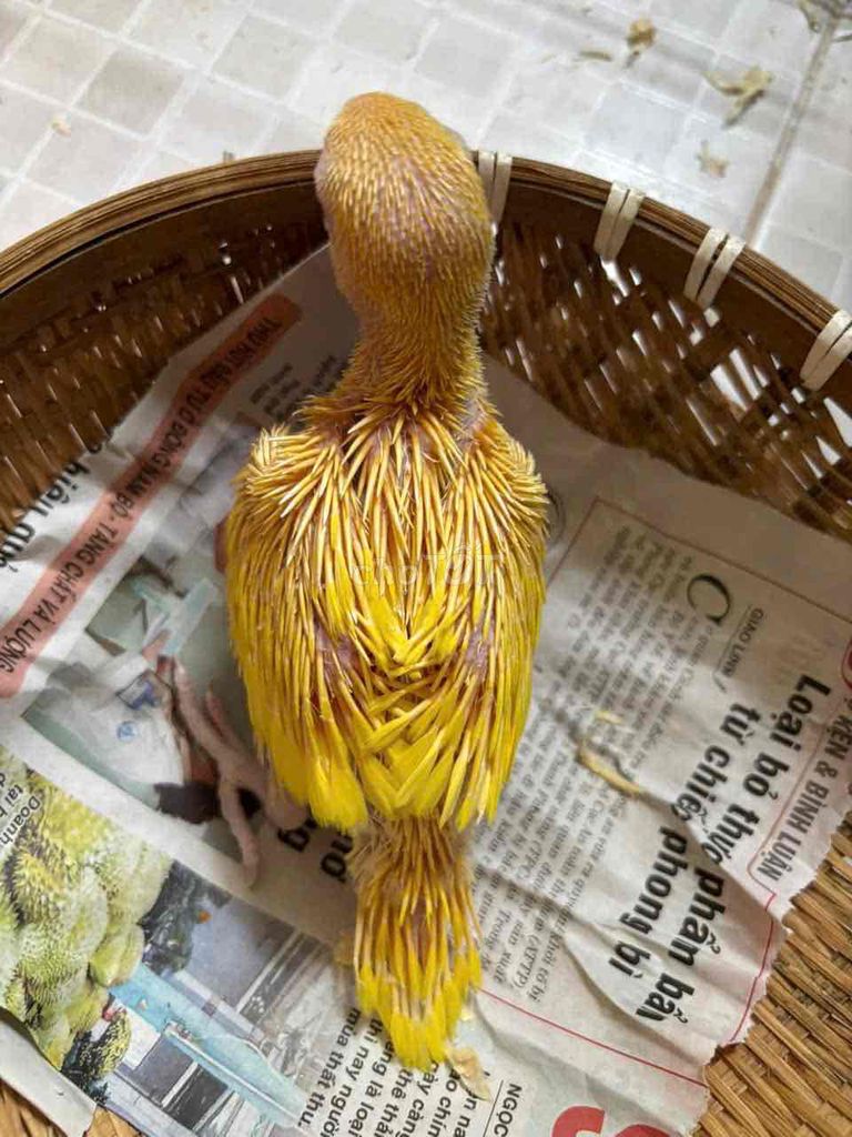 Vẹt Vàng. Mua bán Chim tại Quận Bình Tân Tp Hồ Chí Minh được đăng bởi Soa Duong hình 1