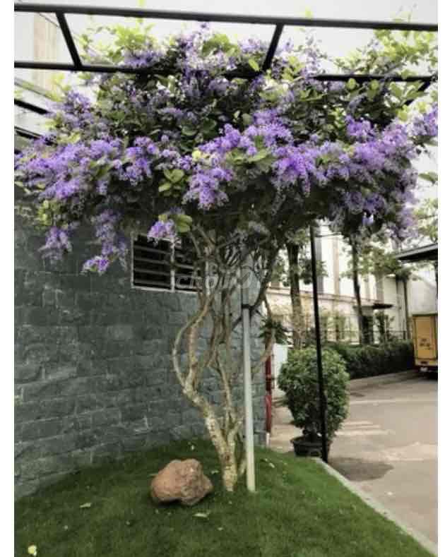 thanh vườn cây Mai xanh lâu năm dg kính 10-20cm. Mua bán Cây cảnh, đồ trang trí tại Huyện Đức Trọng Lâm Đồng được đăng bởi Mr Thang hình 1