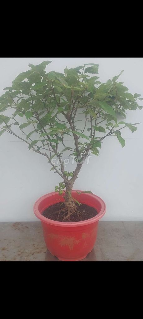 Giao lưu nhiều cây Sung Bonsai đang trái