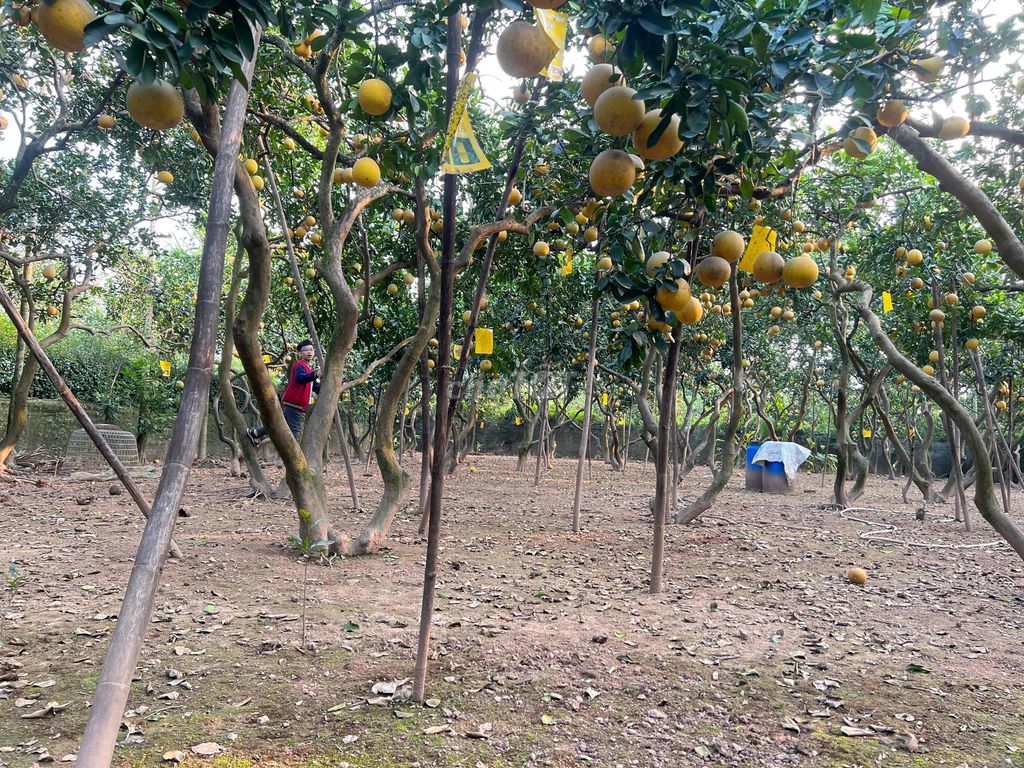 bán cây bưởi diễn lâu năm. Mua bán Cây cảnh, đồ trang trí tại Quận Bắc Từ Liêm Hà Nội được đăng bởi bưởi diễn  hình 1