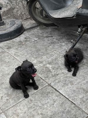Chihuahua F1. Mua bán Chó tại Quận Thanh Xuân Hà Nội được đăng bởi Phi Long