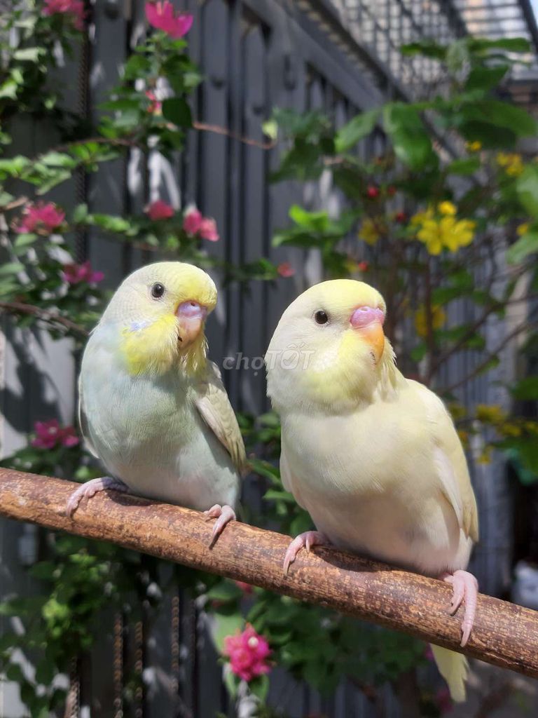 vẹt thuần mini. Mua bán Chim tại Quận Gò Vấp Tp Hồ Chí Minh được đăng bởi Bao Bao hình 1