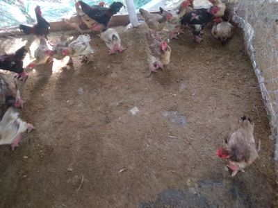 Bán gà Đông Tảo. Mua bán Gà tại Huyện Châu Thành Tiền Giang được đăng bởi Nguyen cuong