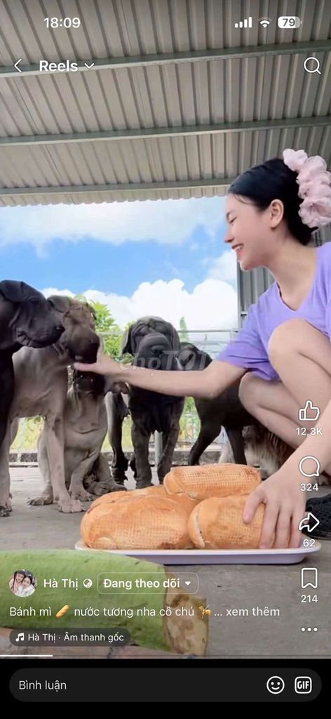 Chó Shar Pei . Mua bán Chó tại Quận 1 Tp Hồ Chí Minh được đăng bởi Phạm Hồng Long hình 1