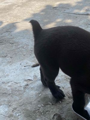 Chó Mông cộc 45 ngày tuổi