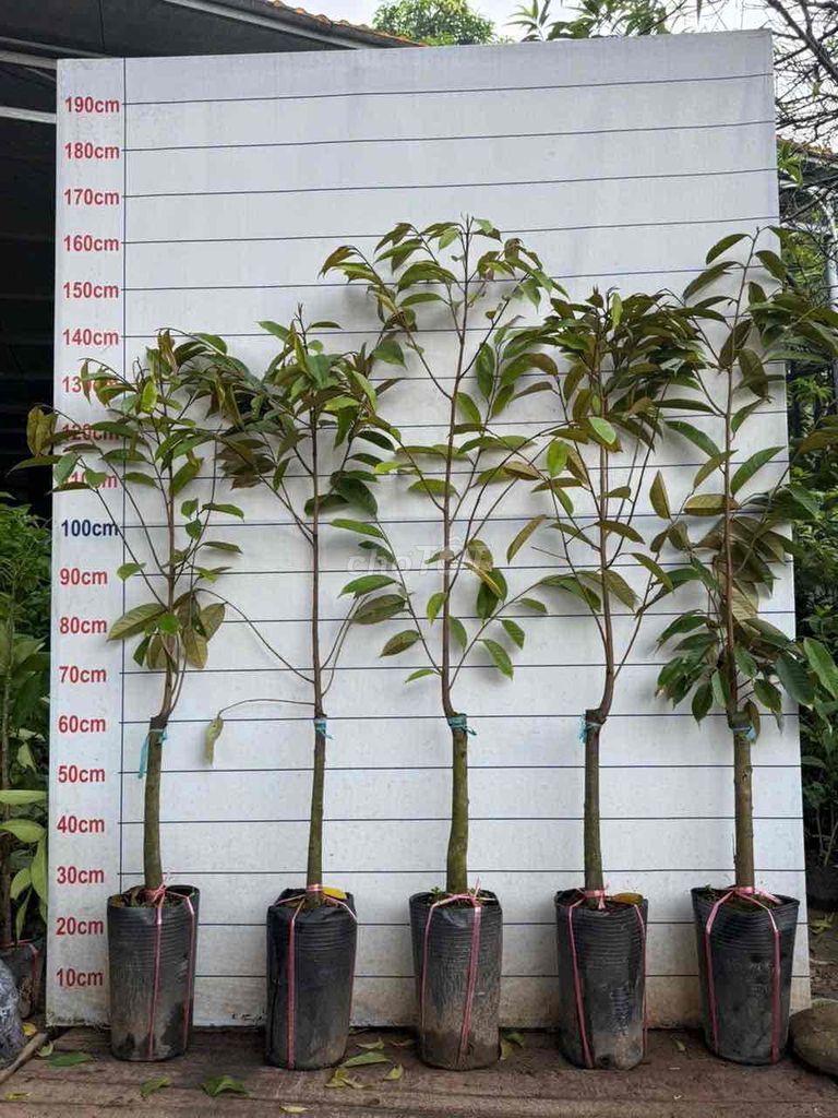 Sầu riêng Ri6. Mua bán Đồ chuyên dụng, Giống nuôi trồng tại Huyện Sông Lô Vĩnh Phúc được đăng bởi Nhà vườn Ngọc Trang hình 1
