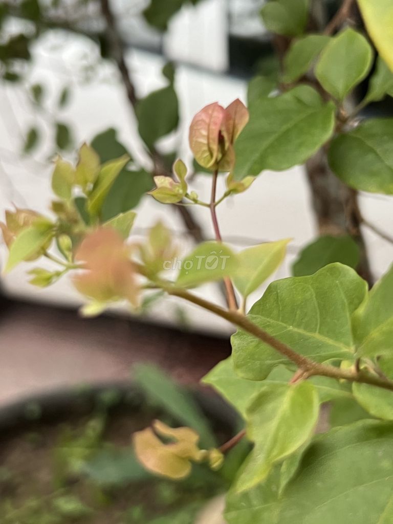 Cây Bông giấy ngũ sắc đã có nụ và hoa. Mua bán Cây cảnh, đồ trang trí tại Thành phố Huế Thừa Thiên Huế được đăng bởi Dũng hình 1