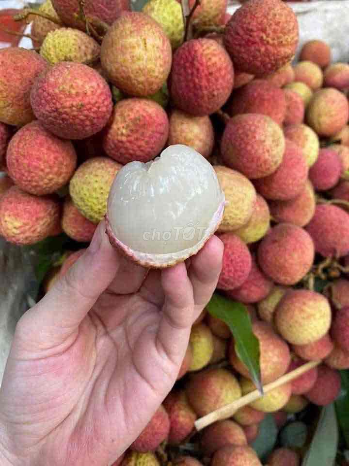 Vải Đắk Lắk. Mua bán Đồ ăn, thực phẩm và các loại khác tại Thị xã Bến Cát Bình Dương được đăng bởi Luong Thieu hình 1