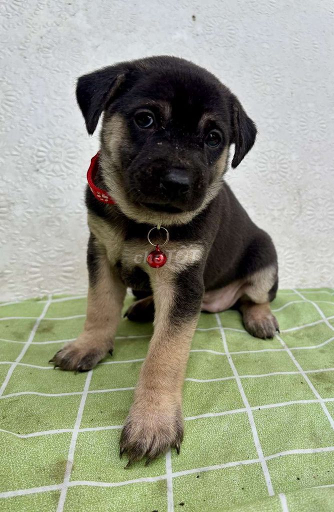 ROTTWEILER F1 – TO CON, MÓNG ĐEO KÉP. Mua bán Chó tại Quận Bình Tân Tp Hồ Chí Minh được đăng bởi nguyễn huệ hình 3