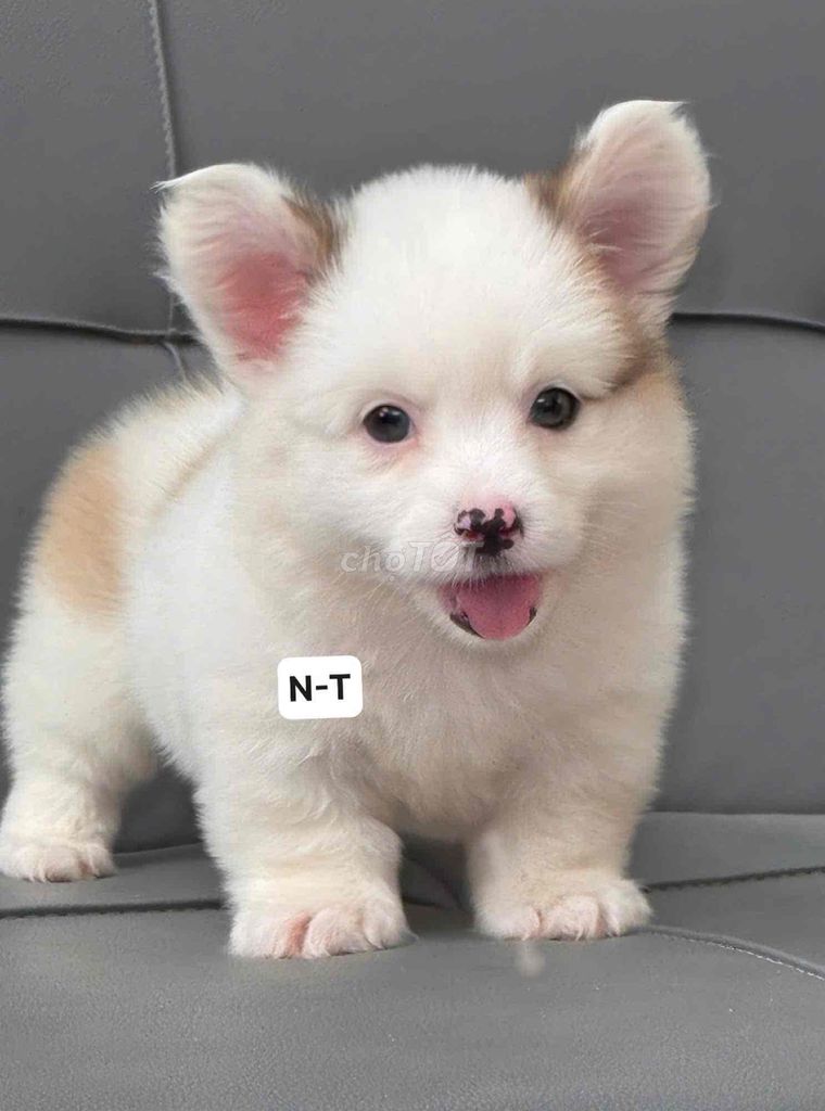 Chó Corgi bò sữa. Mua bán Chó tại Quận Bình Tân Tp Hồ Chí Minh được đăng bởi Trang  hình 1