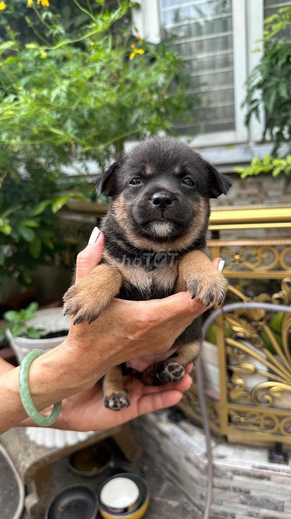 chó lai nhật. Mua bán Chó tại Quận 12 Tp Hồ Chí Minh được đăng bởi Hoàng Mnh Phương hình 3
