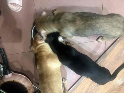 Chó Phốc lai nhiều màu cả hai