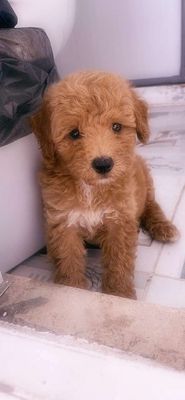 Bận việc tìm chủ cho bé poodle