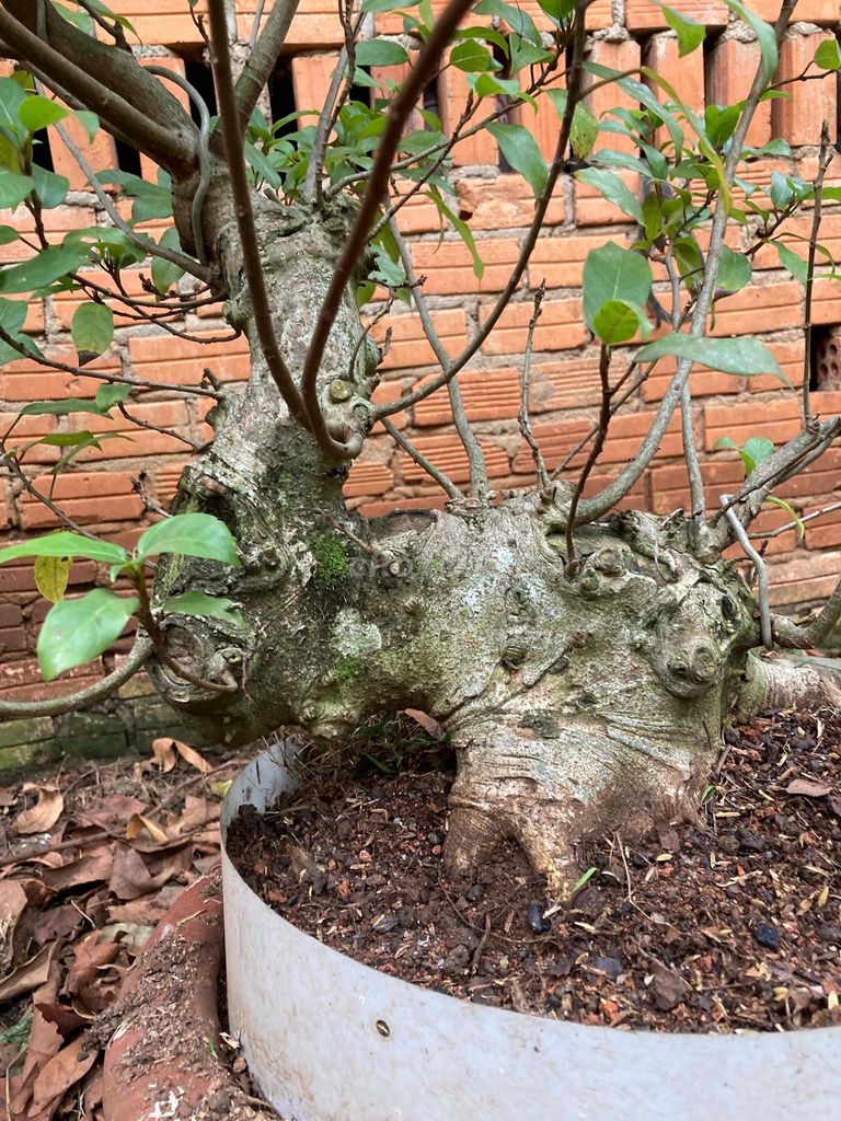 Cây sung Bonsai 60cm 35cm. Mua bán Cây cảnh, đồ trang trí tại Thành phố Buôn Ma Thuột Đắk Lắk được đăng bởi Đức thắng hình 1