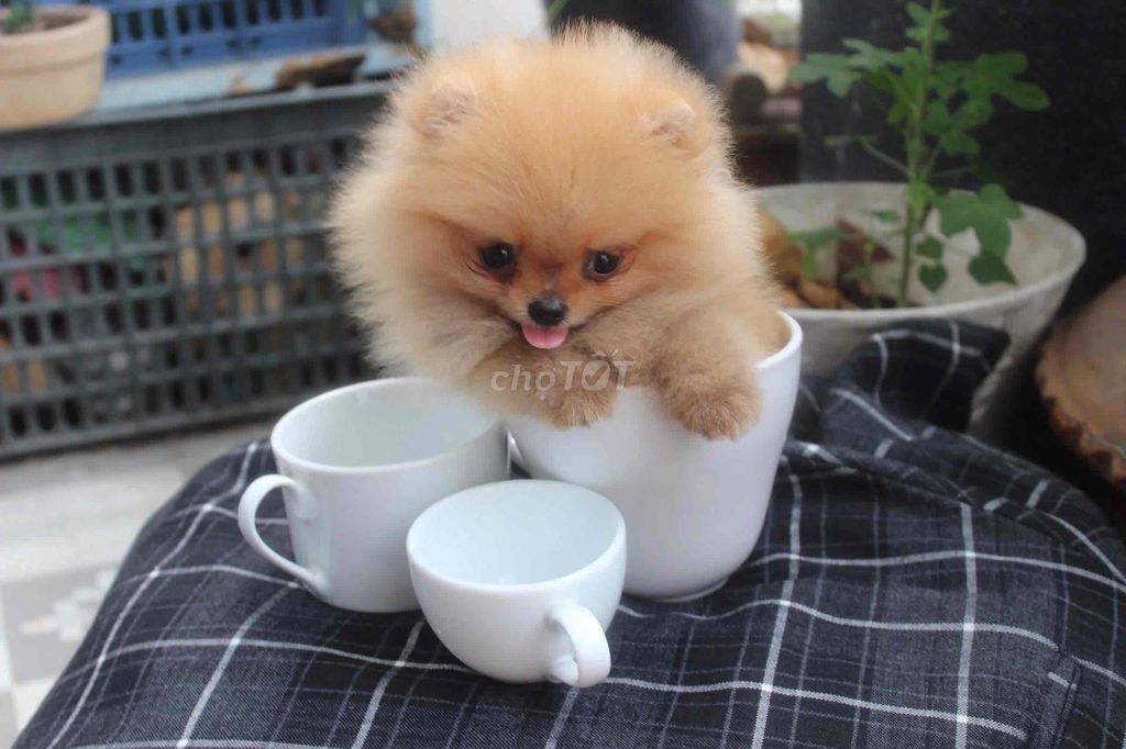 Chó Pom micro teacup nhỏ bằng cái ly. Mua bán Chó tại Thành phố Thủ Đức Tp Hồ Chí Minh được đăng bởi Phạm trung hình 1