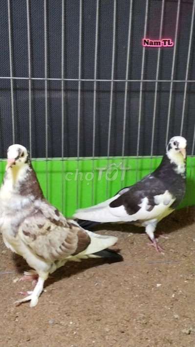 Chim bồ câu sẻ 2176. Mua bán Chim tại Huyện Tam Bình Vĩnh Long được đăng bởi Tran Van Dep hình 1