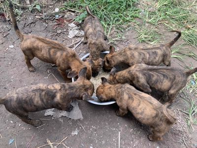 chó Phú Quốc con Thuần chủng có nguồn gốc từ Đảo