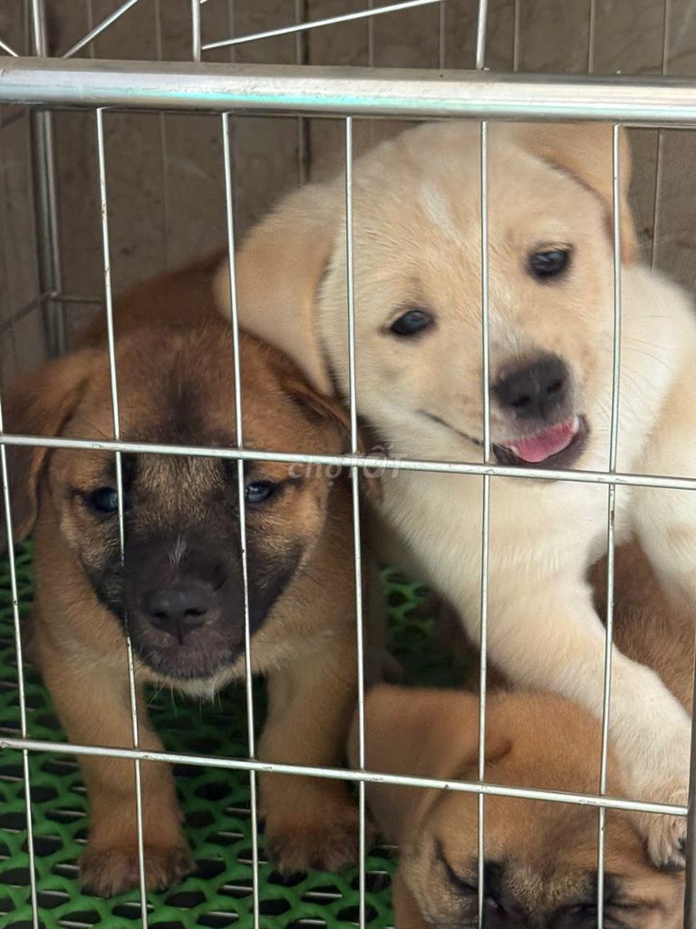 Chó nhà 2 tháng tuổi nhiều màu. Mua bán Chó tại Quận Hà Đông Hà Nội được đăng bởi Tên chưa cung cấp hình 1