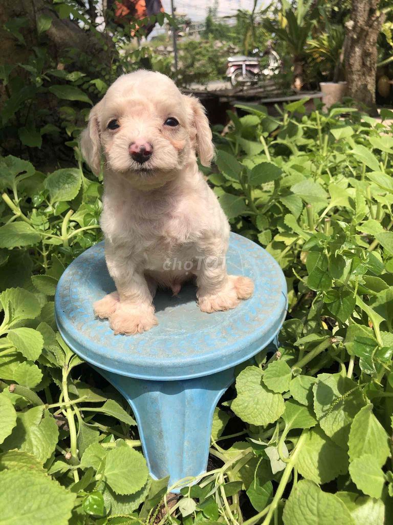 Cần thanh lý các bé cún poodle giá sinh viên