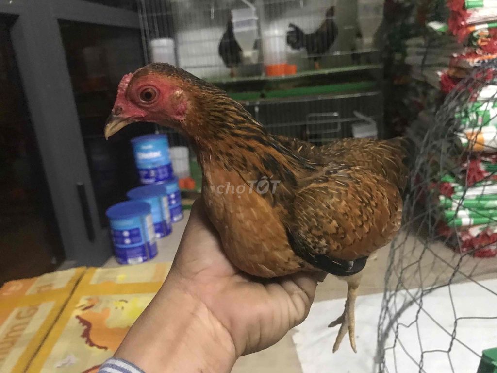 Gà cả trống và mái màu Nâu. Mua bán Gà tại Quận Ninh Kiều Cần Thơ được đăng bởi ABC hình 1