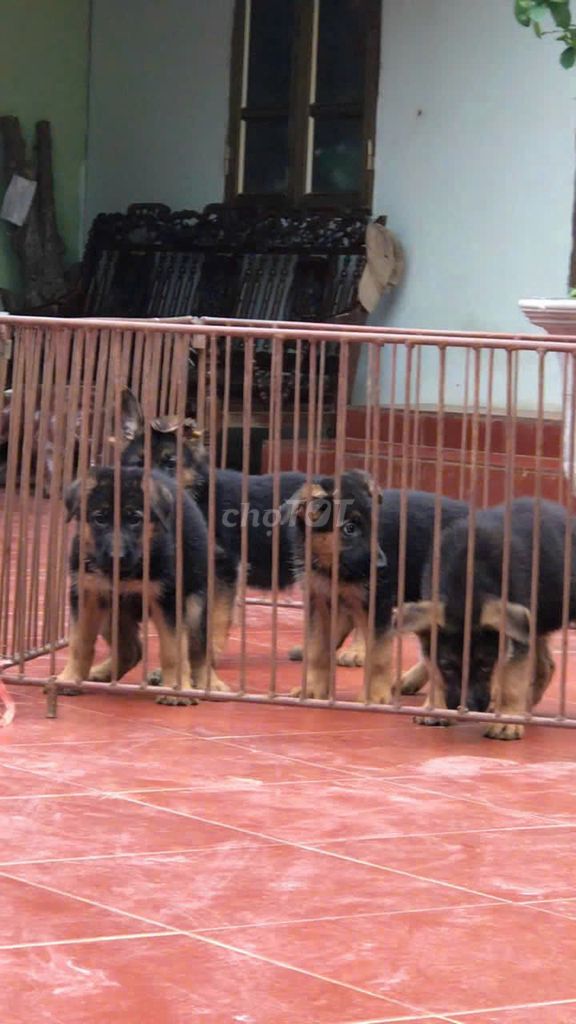 Chó Becgie 65 ngày Đã tiêm phòng đầy đủ. Mua bán Chó tại Quận Bình Tân Tp Hồ Chí Minh được đăng bởi Nguyễn Hồng quan hình 1