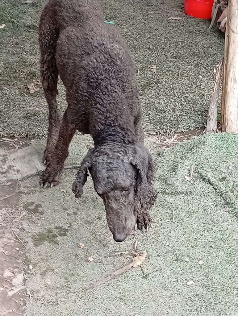 Chó Standard Poodle Cái 1 tuổi Đen. Mua bán Chó tại Thành phố Thủ Dầu Một Bình Dương được đăng bởi thợ sdh  hình 1