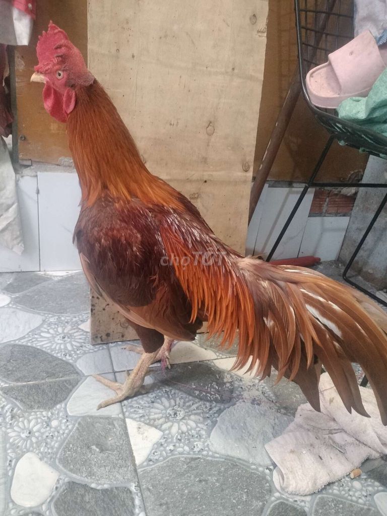 gà đag thay lông nhốt chuồng trạng tay hơi ốm. Mua bán Gà tại Quận Bình Tân Tp Hồ Chí Minh được đăng bởi trần minh trí hình 1
