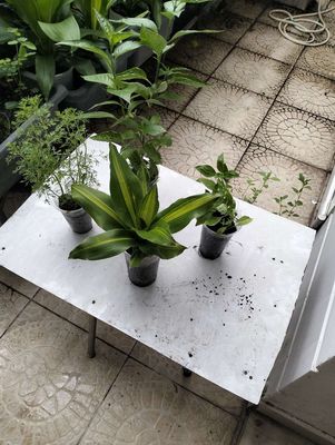 Combo 4 cây giá siêu rẻ. Mua bán Cây cảnh, đồ trang trí tại Quận Tân Bình Tp Hồ Chí Minh được đăng bởi Pham Đinh Duyên