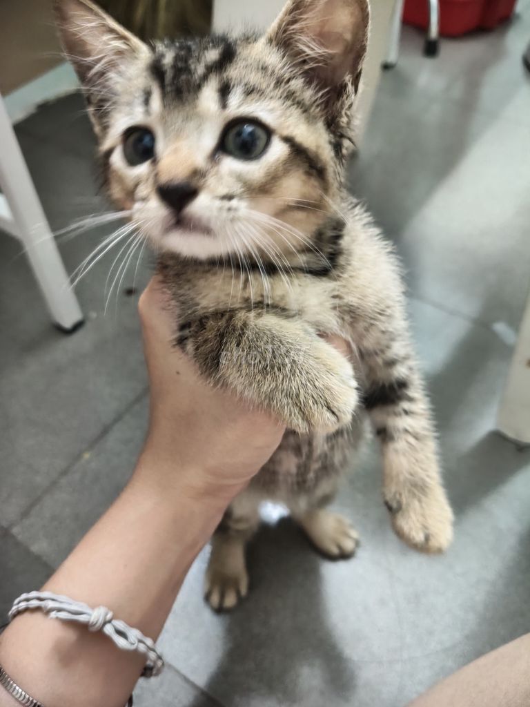 Mèo ALN Tabby 2 tháng. Mua bán Mèo tại Quận Gò Vấp Tp Hồ Chí Minh được đăng bởi Thu Trang hình 1