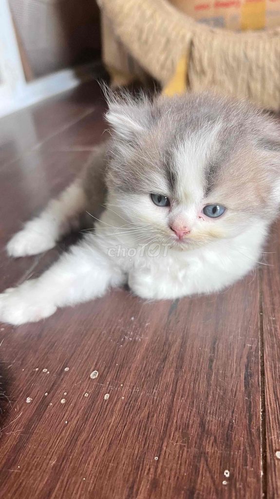 Mèo Golden cái 34 ngày tuổi. Mua bán Mèo tại Huyện Bình Chánh Tp Hồ Chí Minh được đăng bởi tom  hình 1