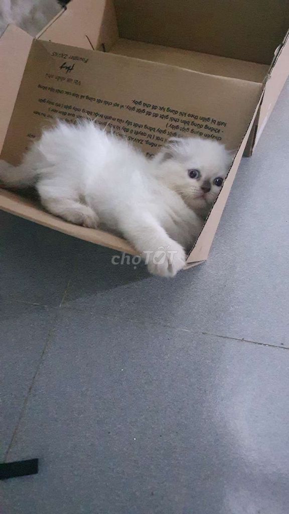 Mèo Anh Lông Dài & Ngắn. Mua bán Mèo tại Quận 7 Tp Hồ Chí Minh được đăng bởi Ly Nguyen hình 2