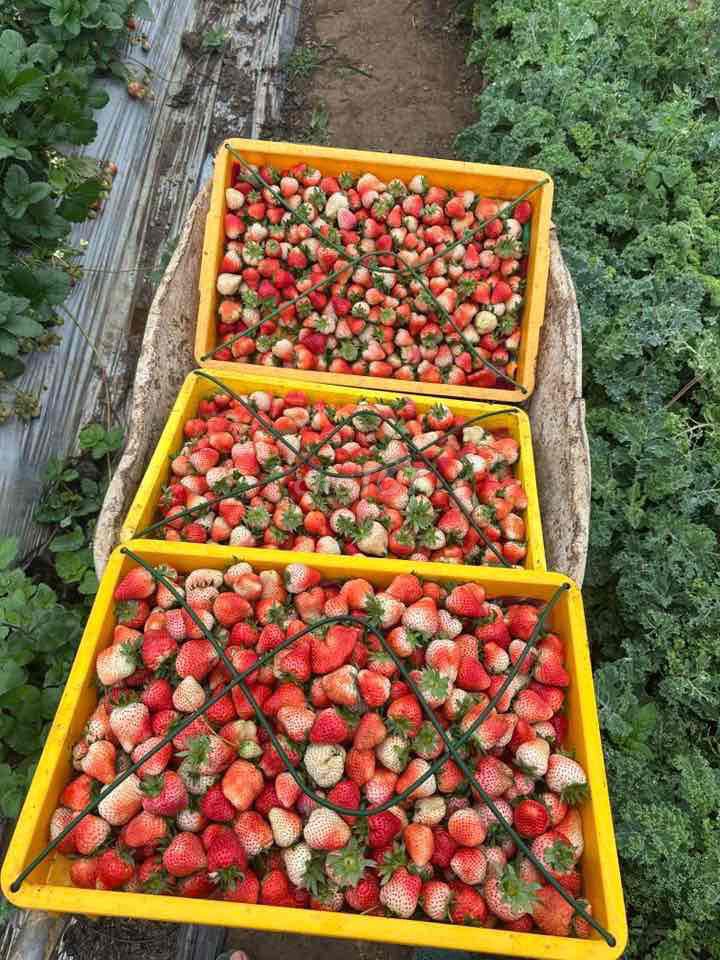 Dâu tây Mộc Châu 500g/hộp. Mua bán Đồ ăn, thực phẩm và các loại khác tại Quận Liên Chiểu Đà Nẵng được đăng bởi Phuong hình 1