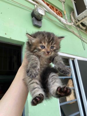 Bé mèo lông dài thuần chủng Tabby Hồ Chí Minh