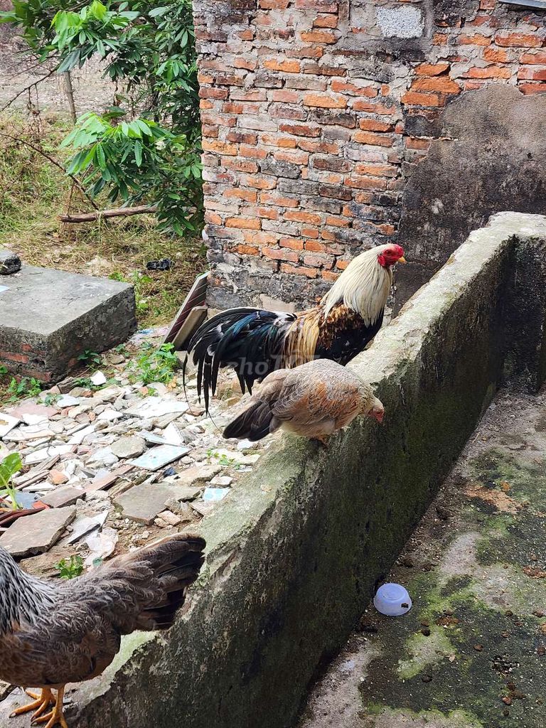 Gà Đực và cái. Mua bán Gà tại Huyện Thiệu Hóa Thanh Hóa được đăng bởi xuân Hiếu hình 1