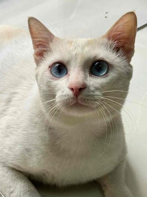 mèo lai aln mắt xanh