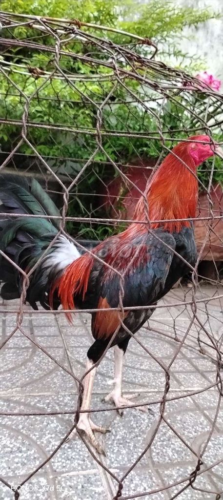 Gà trống Đỏ đen Đực. Mua bán Gà tại Thành phố Vũng Tàu Bà Rịa - Vũng Tàu được đăng bởi Gà tre  hình 1