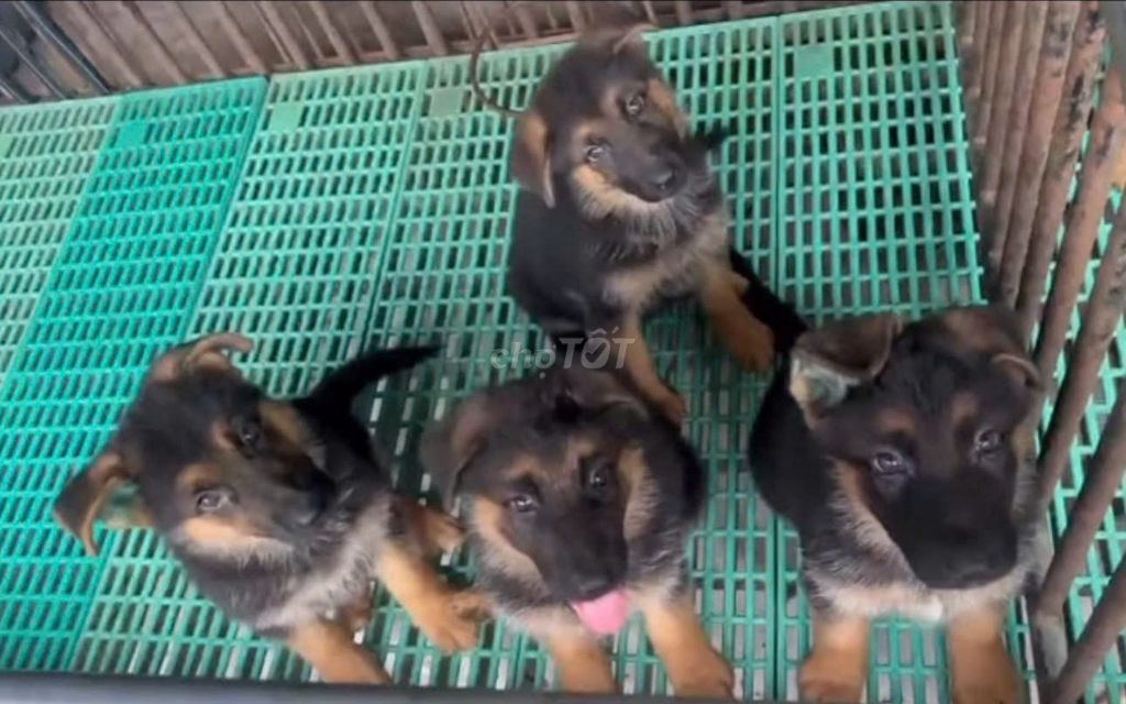 Chó Becgie Đen vàng đã tiêm phòng. Mua bán Chó tại Huyện Bình Chánh Tp Hồ Chí Minh được đăng bởi Dung dung  hình 1