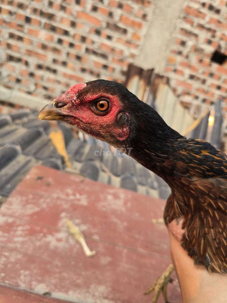 Gà mái Nâu đen Lứa 2 Đang đẻ. Mua bán Gà tại Huyện Sóc Sơn Hà Nội được đăng bởi công đô hình 1